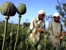 عکس: آمریکا برای مبارزه با مواد مخدر 600 میلیون دلار به افغانستان کمک می کند / افغانستان