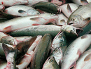 عکس: مرگ ماهی ها از شدت گرمای هوا در گرجستان / حوادث