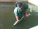 عکس: رهاسازی حدود 14 هزار بچه ماهی خاویاری در دریای خزر / اجتماعی