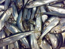 عکس:    آذربایجان ممنوعیت صید کیلکا ماهیان در خزر را پیشنهاد می دهد / اجتماعی