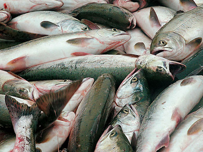 عکس: مرگ ماهی ها از شدت گرمای هوا در گرجستان / حوادث