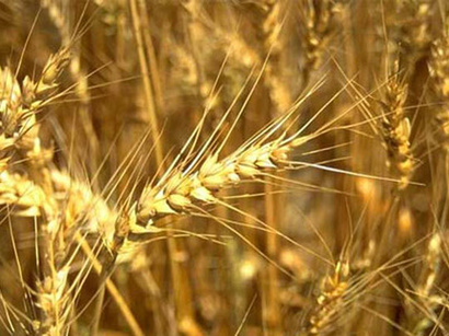 عکس: واردات گندم ایران در سال جاری صدبرابر شده است / ایران