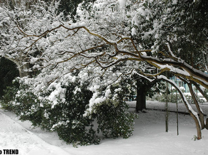 عکس: اولین برف زمستان در باکو بارید / اجتماعی