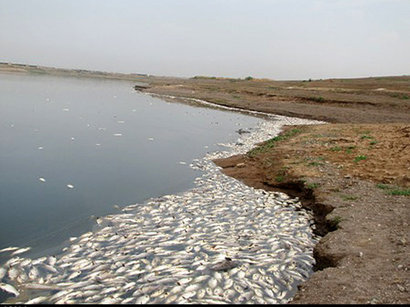 عکس: مرگ 2 میلیون ماهی در سد فشافویه  (گزارش تصویری) / ایران