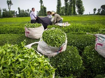 عکس: رییس سازمان چای کشور: چای درجه یک ۲۰ درصد افزایش یافت / اخبار تجاری و اقتصادی