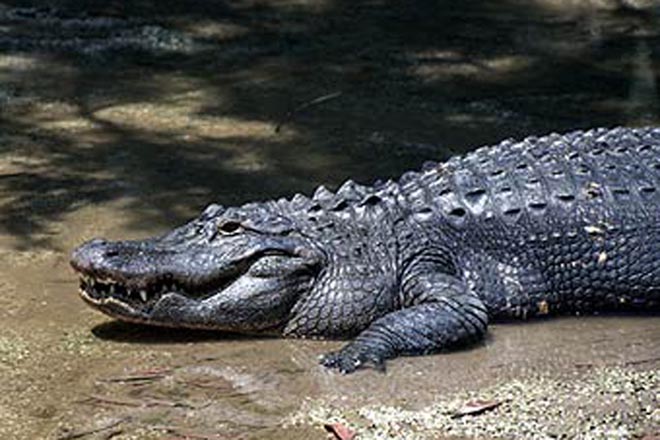 В Китае из зоопарка сбежали 78 крокодилов