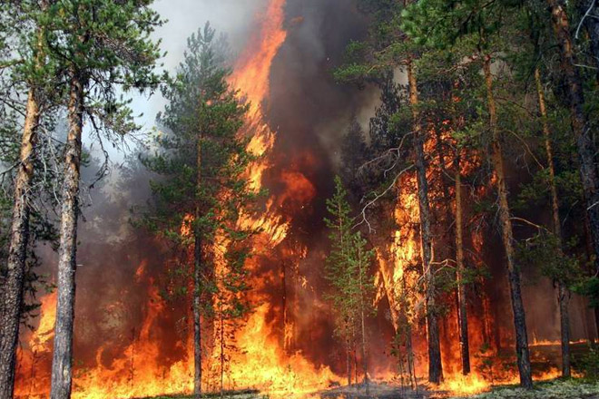 На западе Канады началась эвакуация населения из-за лесных пожаров