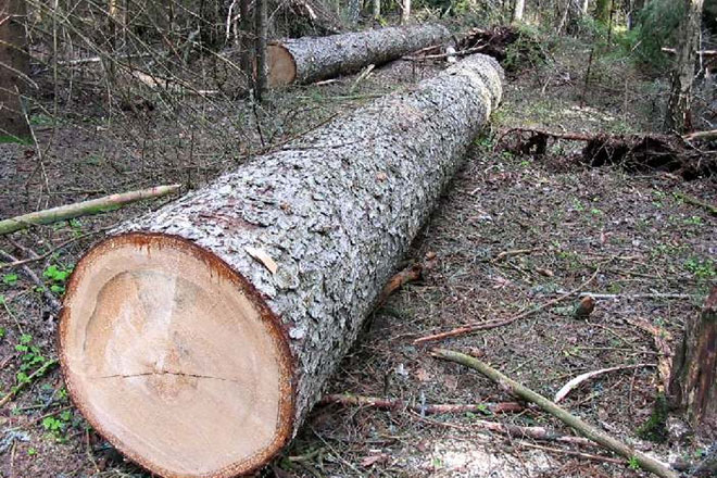В Азербайджане возбуждено уголовное дело по факту незаконной вырубки 108 деревьев