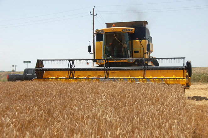 Цены на экспортную казахстанскую пшеницу понизились