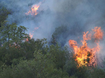 Пожары на лесной полосе Азербайджана потушены