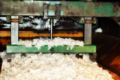 cotton processing uzbekistan billion increase trend invest tashkent sept az