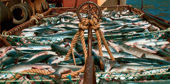 В Азербайджане импорт ряда сортов живой рыбы освобождается от таможенных пошлин