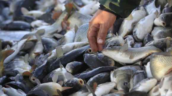 Over 50 species of fish live in Turkmen sector of Caspian Sea